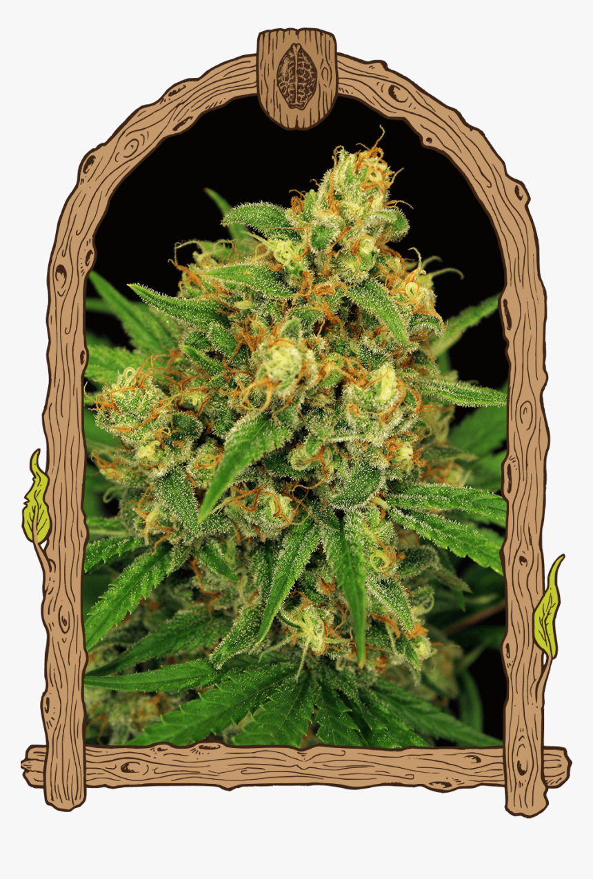 Tangerine Kush Reg - Exotic Thai Exotic Seeds, HD Png Download, Free Download