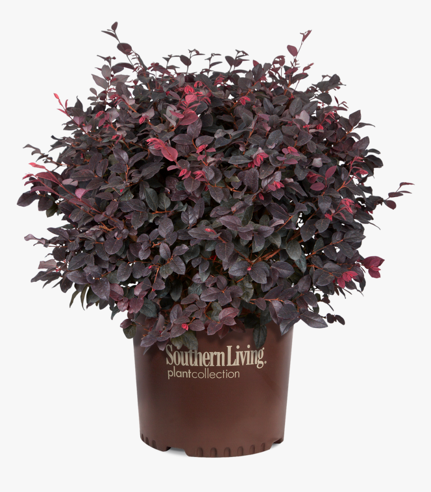 Red Diamond Loropetalum In Branded Pot - Loropetalum Png, Transparent Png, Free Download