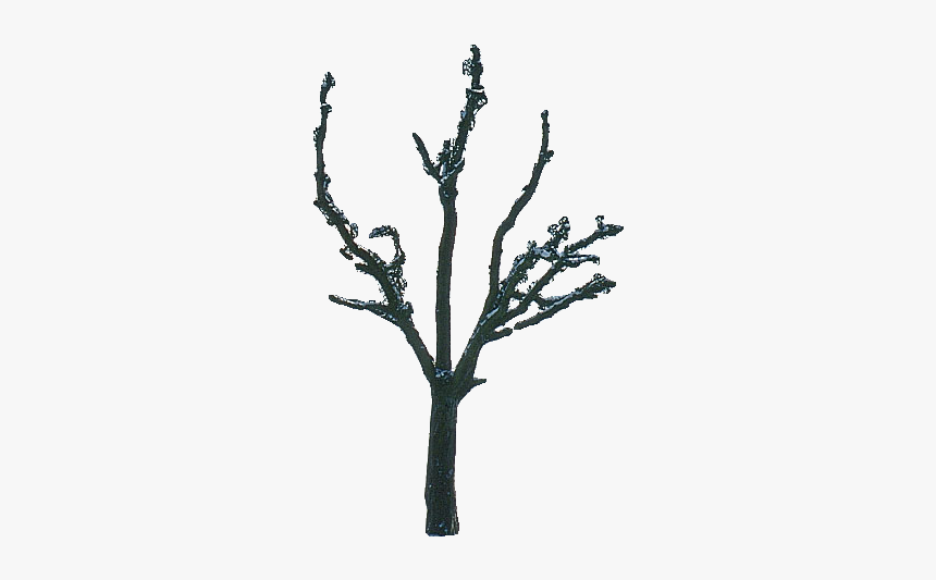 Tree Winter, HD Png Download, Free Download