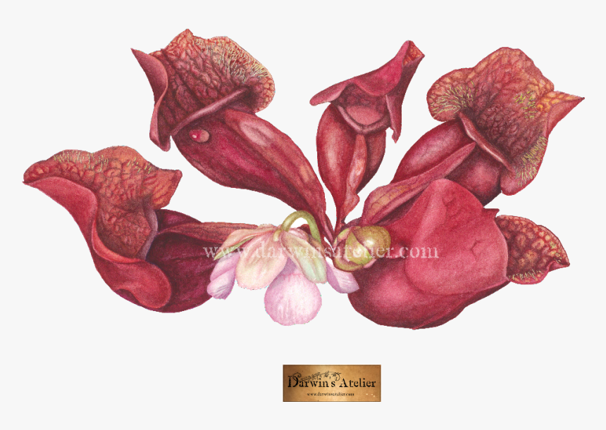 Orchids Of The Philippines, HD Png Download, Free Download