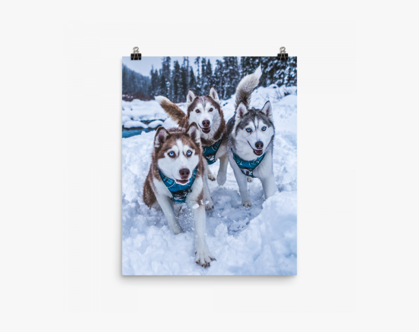 First Snow Poster - Siberian Husky, HD Png Download, Free Download