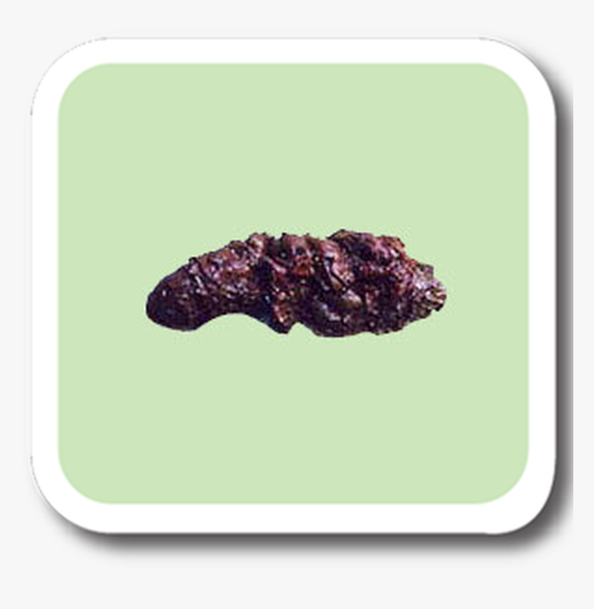 Coyote Scat With Berries - Carne Asada, HD Png Download, Free Download