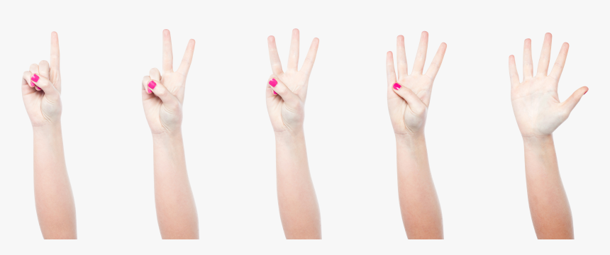 Female Hand Png, Transparent Png, Free Download