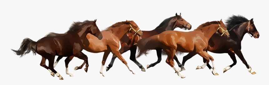 Running Horse Png - Horses Running Png, Transparent Png, Free Download