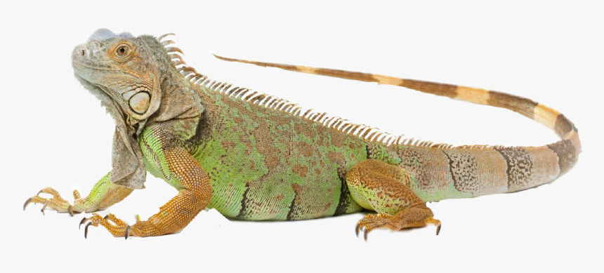 Iguana Png, Transparent Png, Free Download