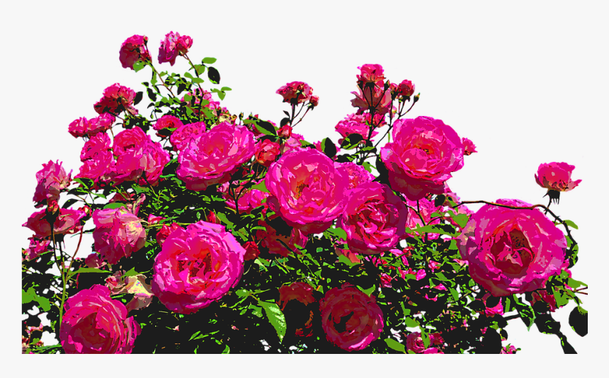 Rose Bushes Png, Transparent Png, Free Download