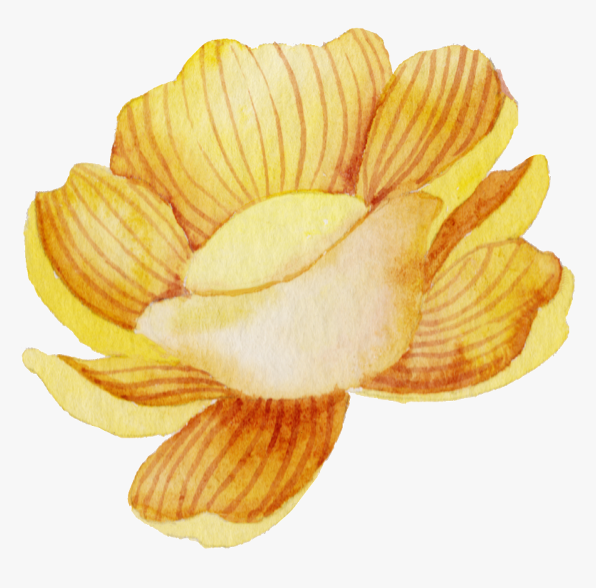 Hand Drawn A Watercolor Flower Png Transparent - Potato Chip, Png Download, Free Download