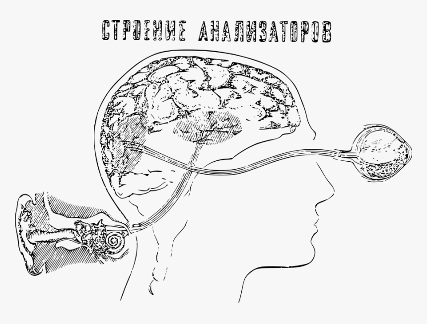 Auditory And Visual Perception Schema Svg Clip Arts, HD Png Download, Free Download