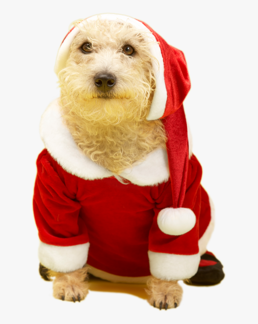 Perro Navidad 2017 Transp - Labradoodle, HD Png Download, Free Download