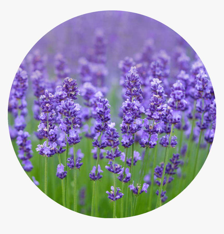 Soothing Foot Cream Lavender & Mint - Lavender Types Of Purple Flowers, HD Png Download, Free Download