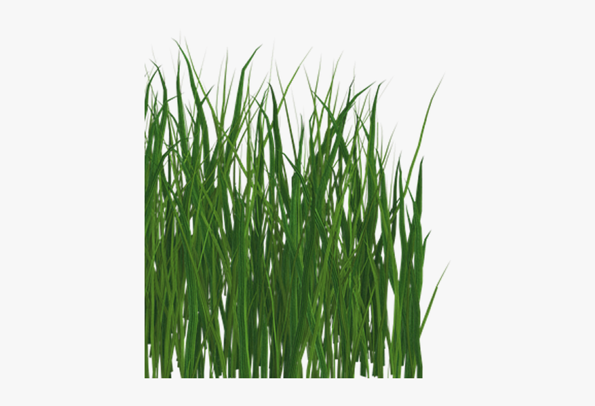 Sweet Grass, HD Png Download, Free Download