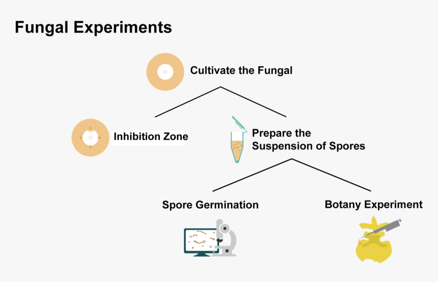 The Flow Chart Of Fungi Experiments - Flow Diagram In Experiments, HD Png Download, Free Download