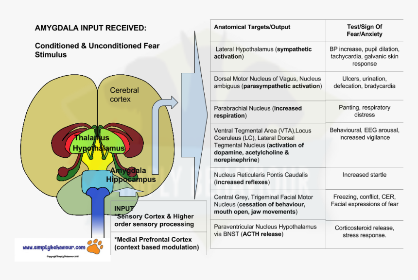 Brain Response To Fear Flow Chart New Impulse Related - Limbic System Fear Response, HD Png Download, Free Download
