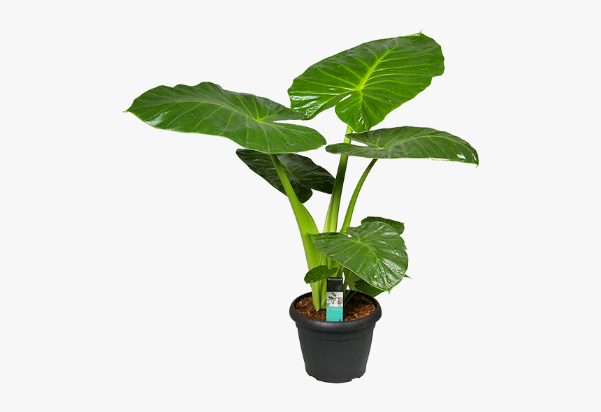 Alocasia Calidora Red, HD Png Download, Free Download