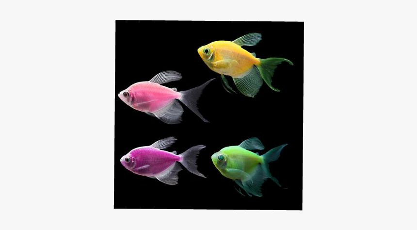 #fish #sea # Peces - ماهی برای آکواریوم کوچک, HD Png Download, Free Download