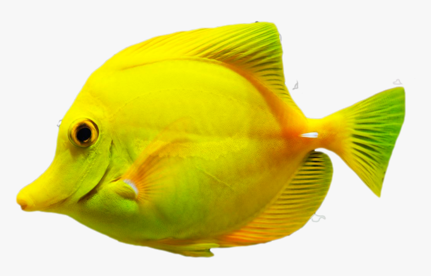 Seawater Fish, HD Png Download, Free Download