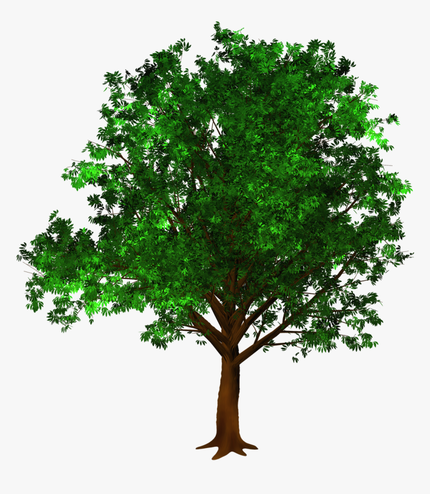 Growth Leaf Nature - Dia Del Arbol 29 De Abril 2019, HD Png Download, Free Download