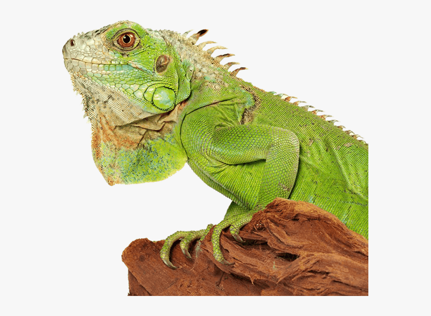 Iguana Book, HD Png Download, Free Download