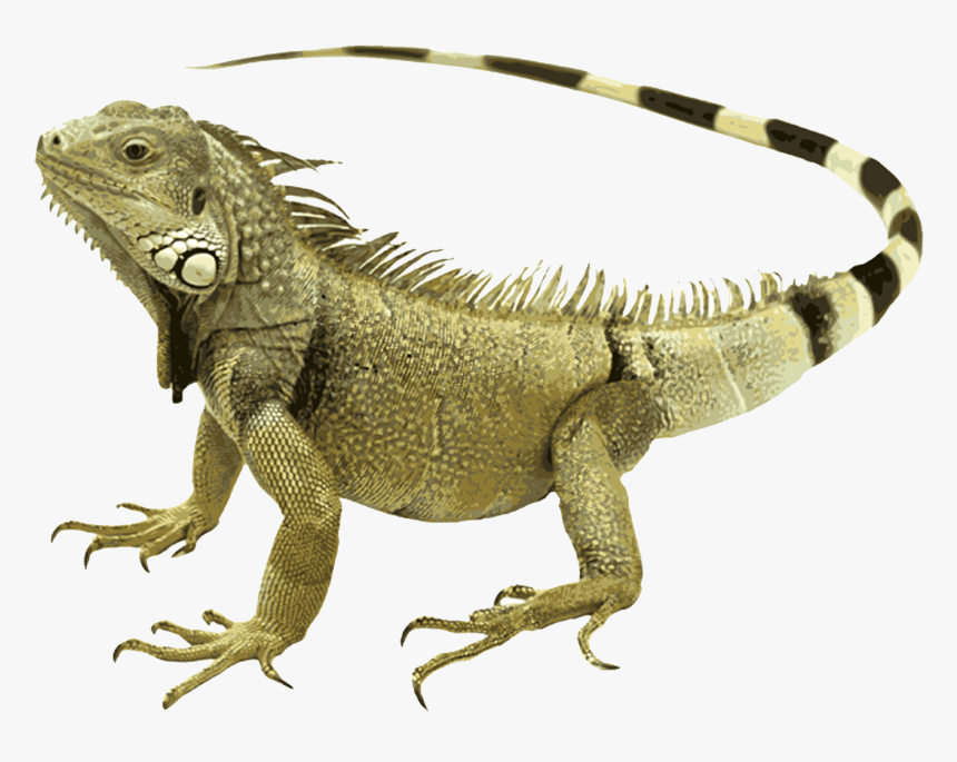 Iguana - Transparent Background Iguana Png, Png Download, Free Download