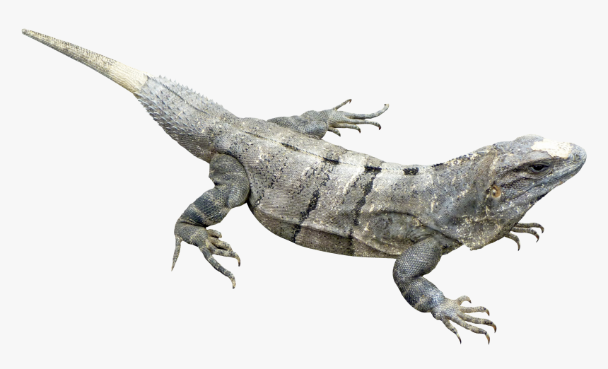 Iguana Png, Transparent Png, Free Download