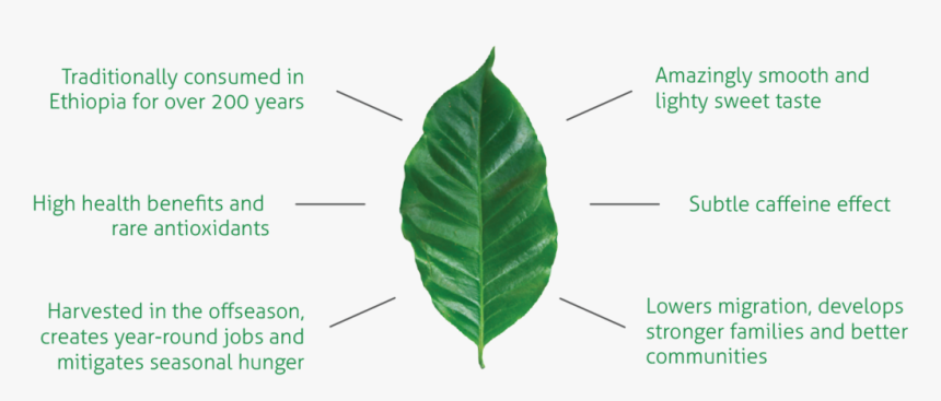 Coffee Leaf Tea Benefits, HD Png Download, Free Download