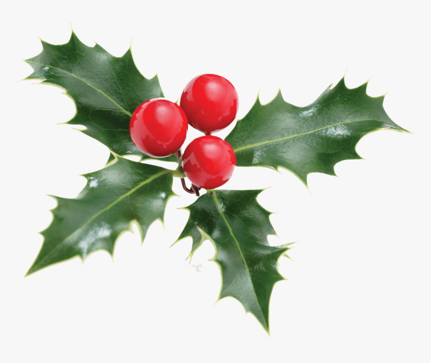 Holly Santa Claus Christmas Plant Poo-pourri - Holly Christmas Plant, HD Png Download, Free Download