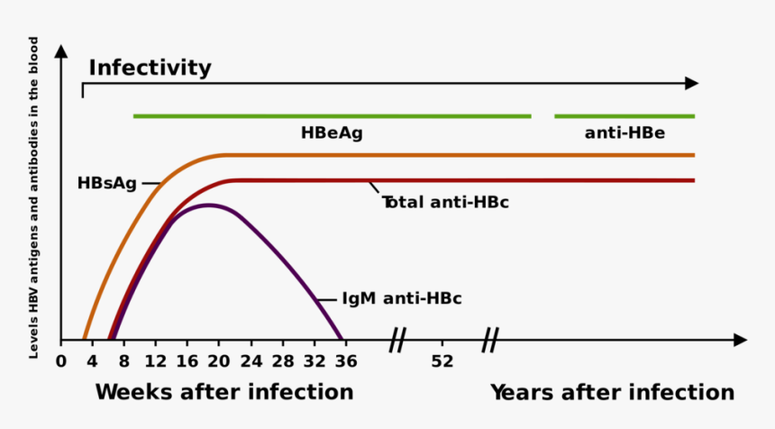 Own Work With Chronic Hbv V2 As Reference, Cc By-sa - Chronic Hbv, HD Png Download, Free Download