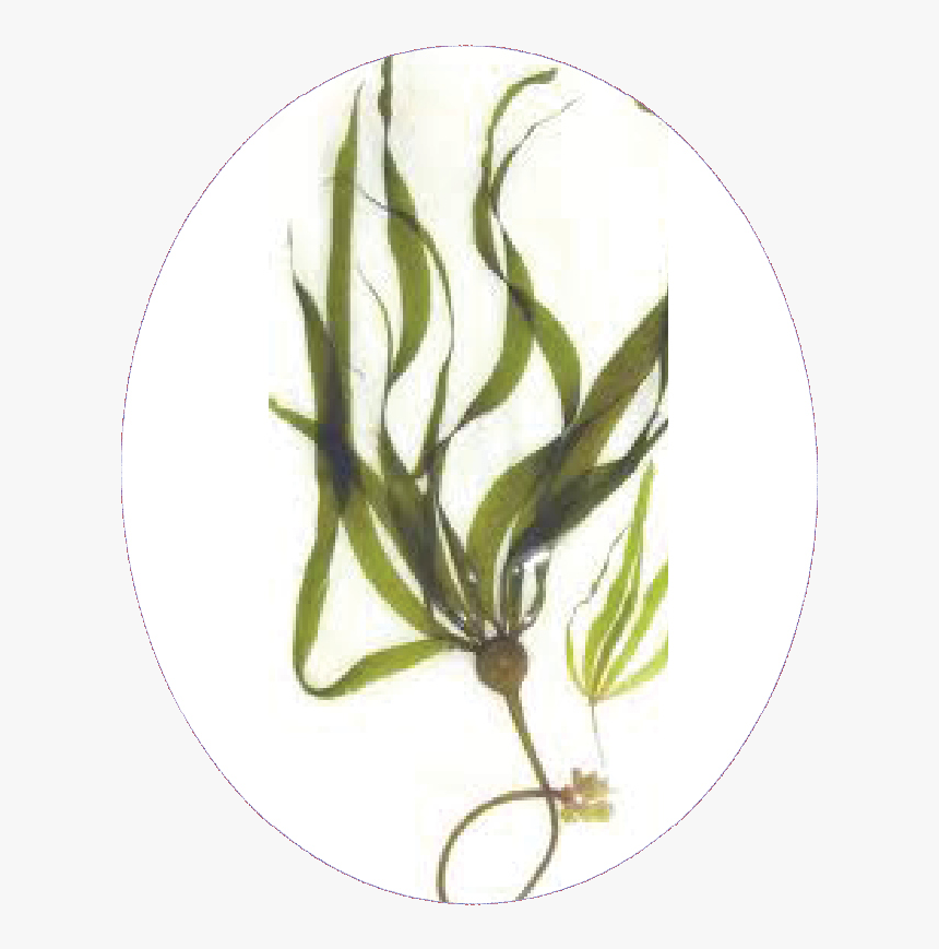 Natur Burn Kelp - Kelp Png, Transparent Png, Free Download