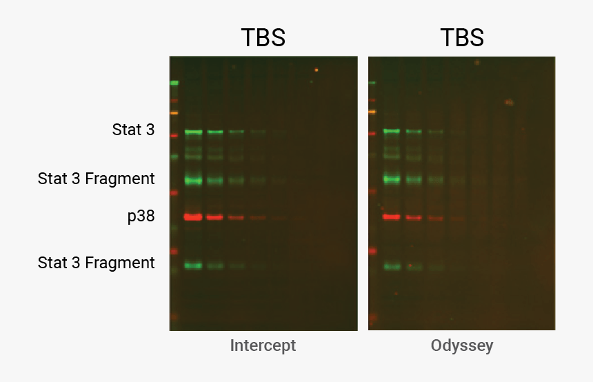 Tbs Intercept And Odyssey Blocker Comparison - Tris Pbs Western Blot, HD Png Download, Free Download