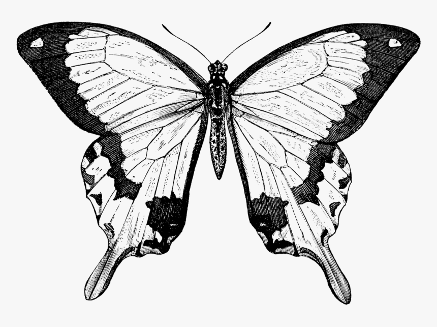 Collection Of Free Butterfly Drawing Nature Download - Butterfly Png Black And White, Transparent Png, Free Download