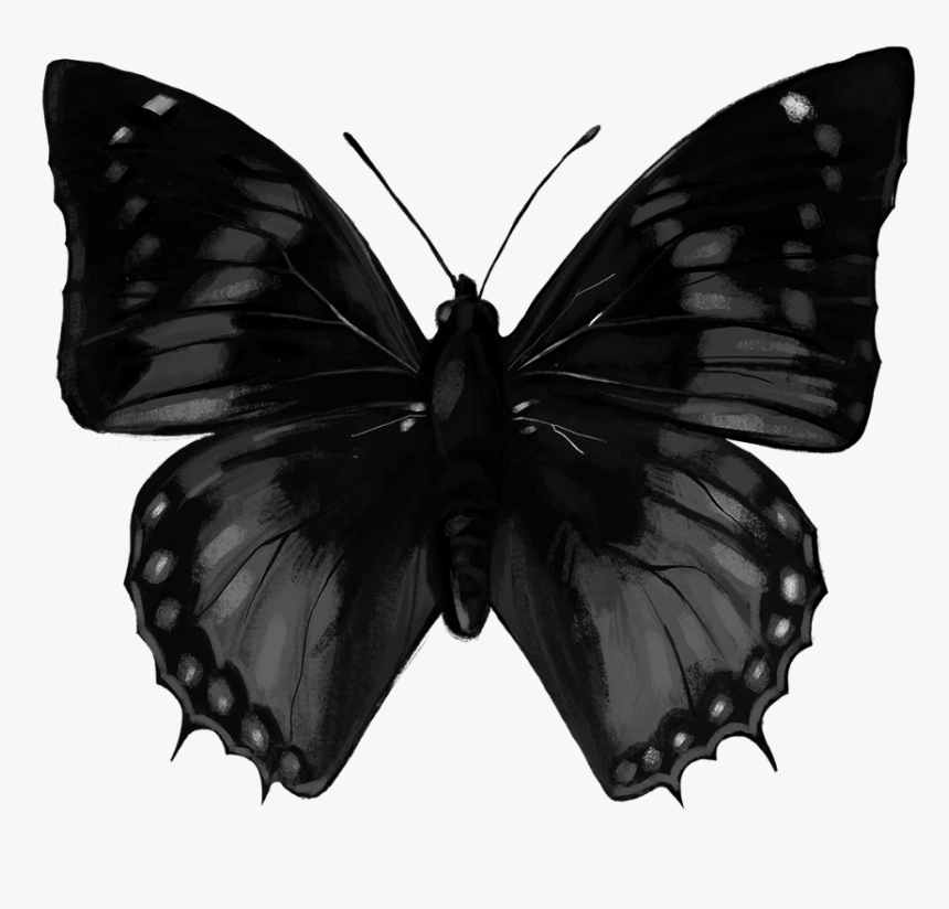 #butterfly #dark #tumblr - Butterfly Black, HD Png Download, Free Download