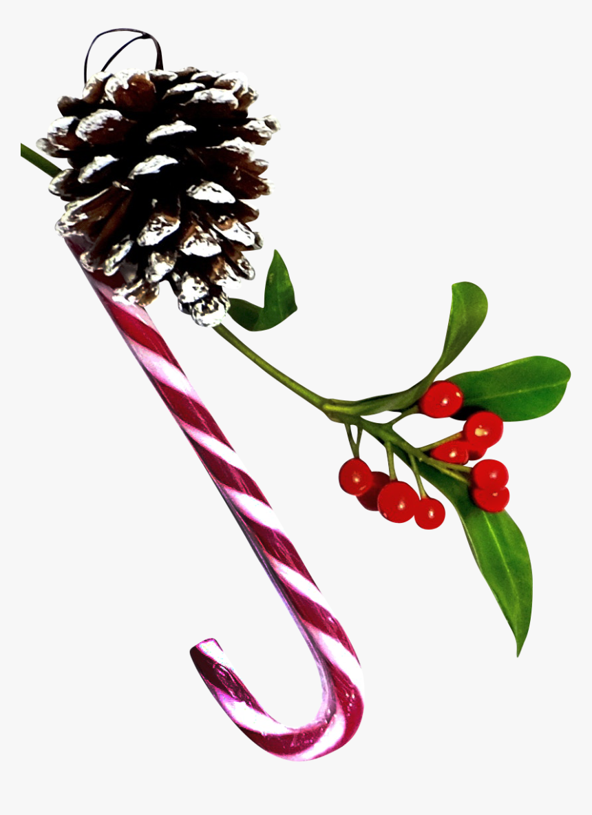 Silver Buffaloberry, HD Png Download, Free Download