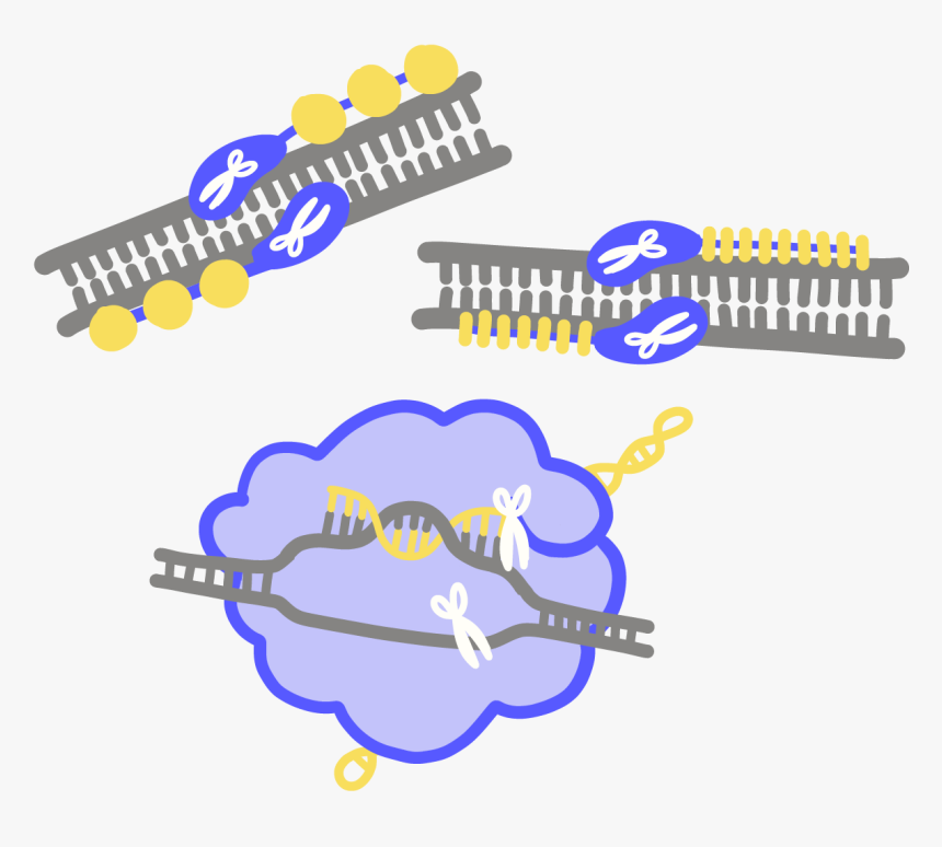 Genome Editing, HD Png Download, Free Download
