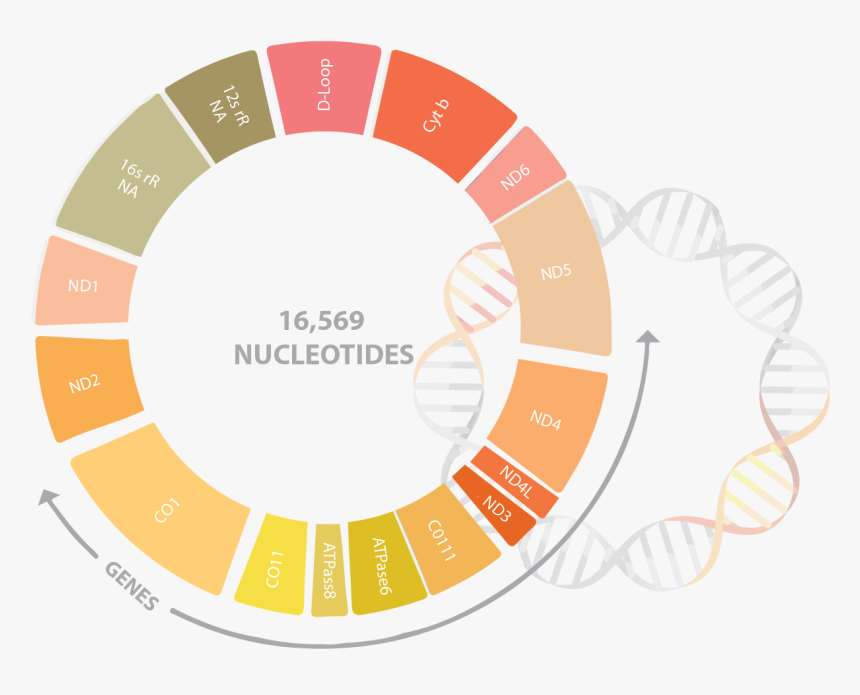 Mitochondrial Dna Sequence, HD Png Download, Free Download