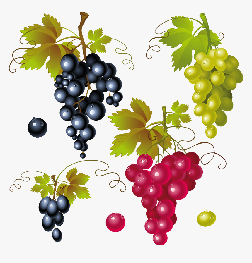 Grape Vine Vector Png - Transparent Background Grapes Png, Png Download, Free Download