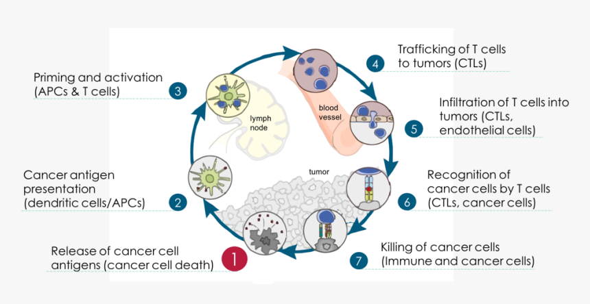 Cancer Immunity Cycle - Oncolytic Viruses Cancer Immunity Cycle, HD Png Download, Free Download