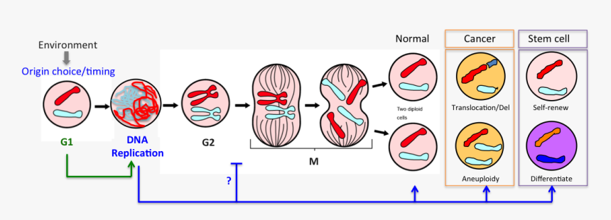 G1 Phase Of Cell Cycle, HD Png Download, Free Download