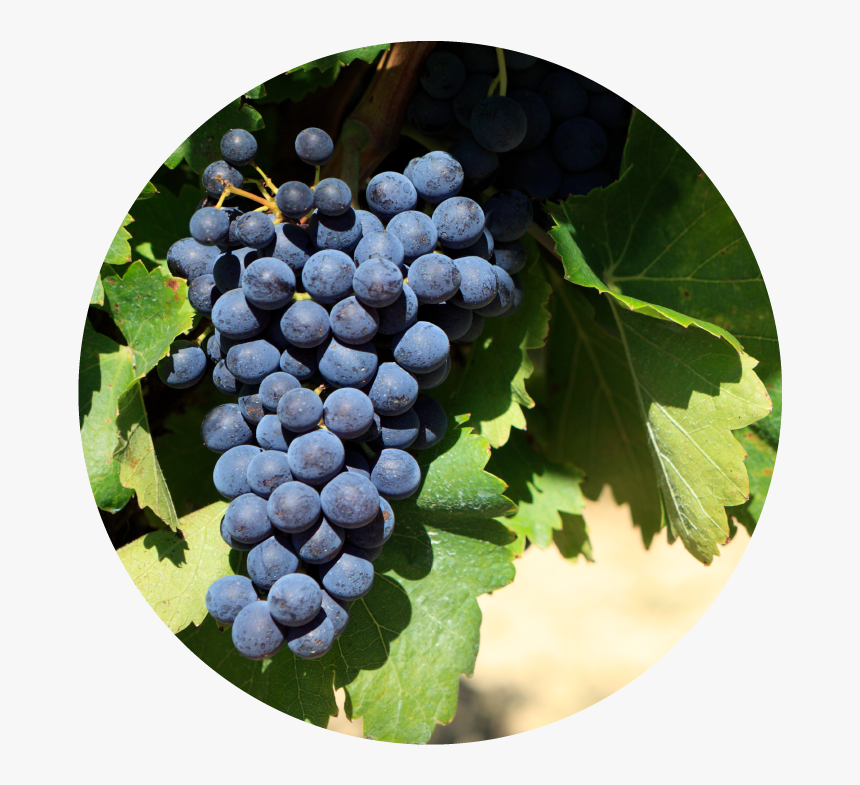 Me Sept 2-01 - Uva Tempranillo Ribera Duero, HD Png Download, Free Download