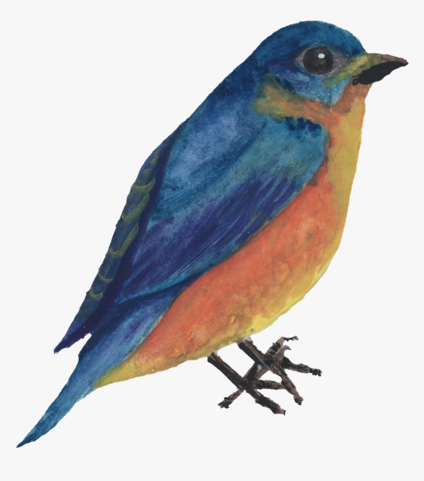 Watercolor Bird - Eastern Bluebird, HD Png Download, Free Download