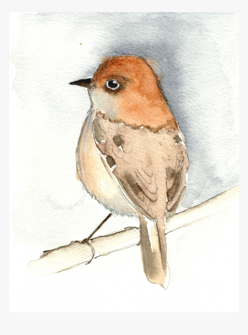 Bird Watercolour Jpeg - European Robin, HD Png Download, Free Download