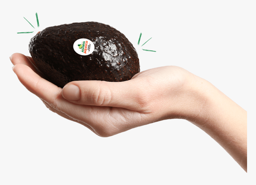 Avocado In Hand Png, Transparent Png, Free Download