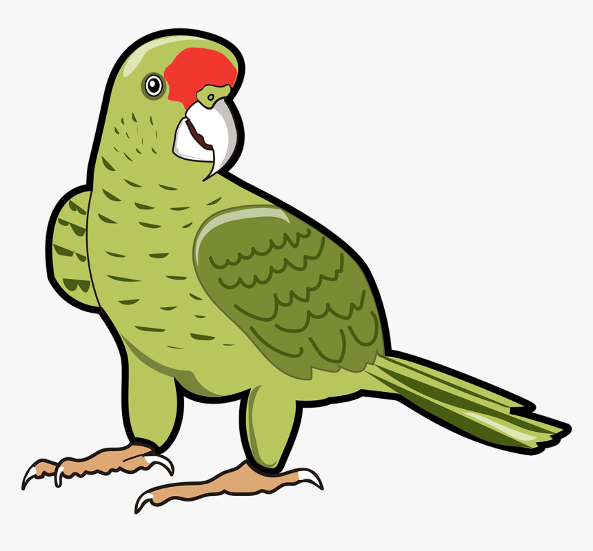 Recursos Gráficos Para Diseñadores, Jóvenes Y Profesores - Parakeet, HD Png Download, Free Download