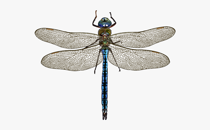 Libelula Dragonfly