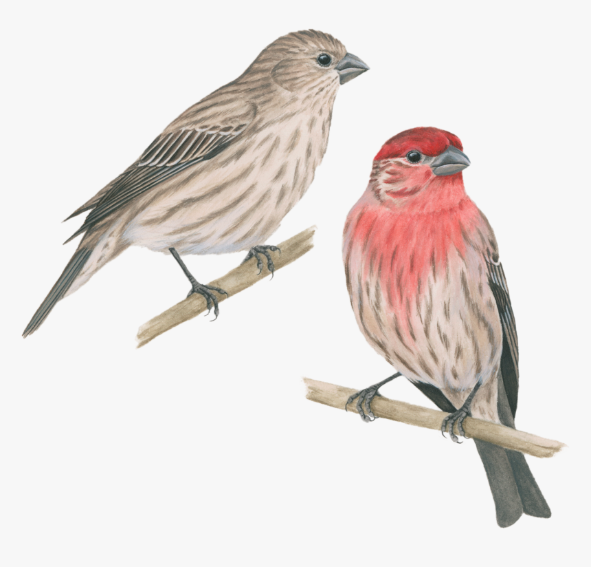 Free Clipart House Finch, HD Png Download, Free Download