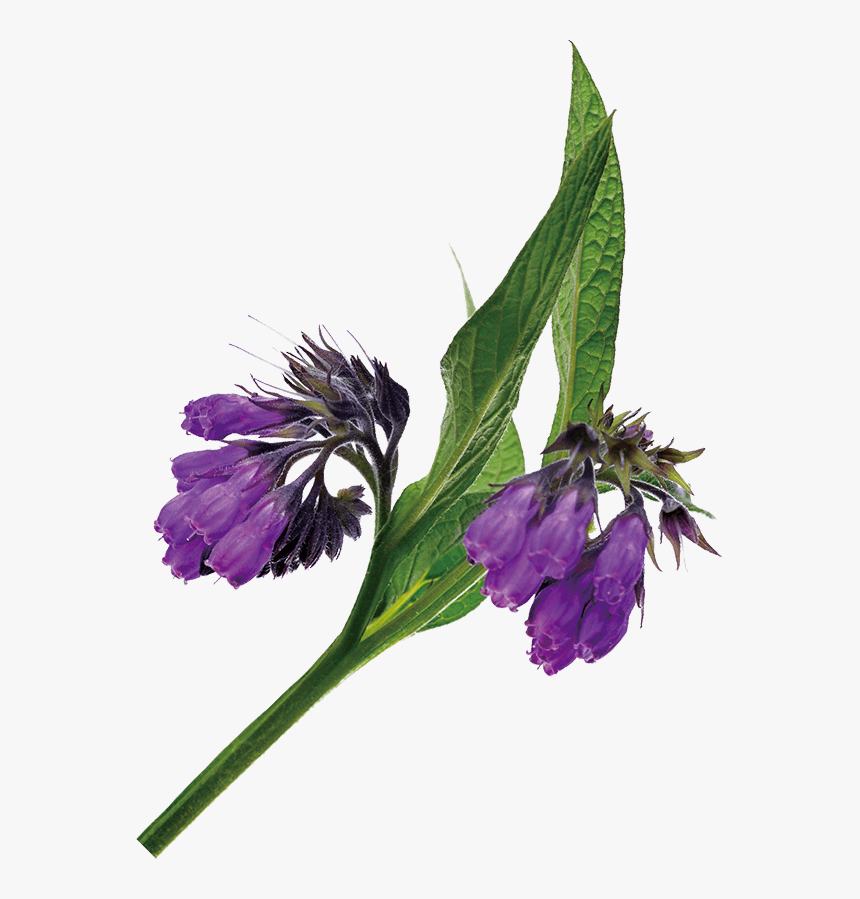 Comfrey Flower Png, Transparent Png, Free Download