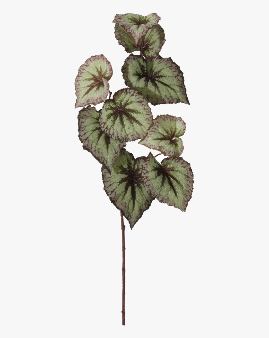 Productimage0 - Cyclamen, HD Png Download, Free Download