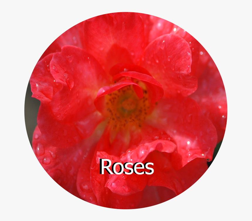 Roses - Begonia, HD Png Download, Free Download