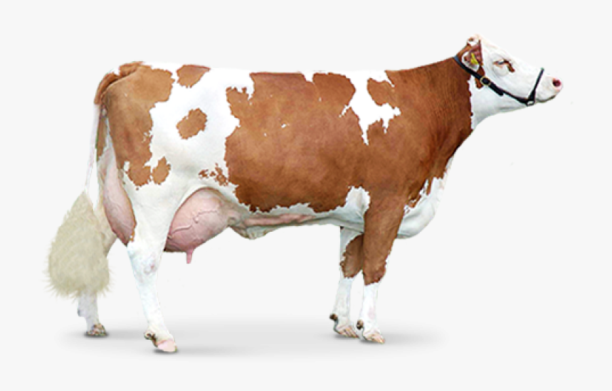 Cow Png Image - Cow Png, Transparent Png, Free Download