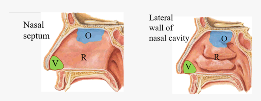 Subdivisions Of Nasal Cavity - Respiratory Region Of Nasal Mucosa, HD Png Download, Free Download