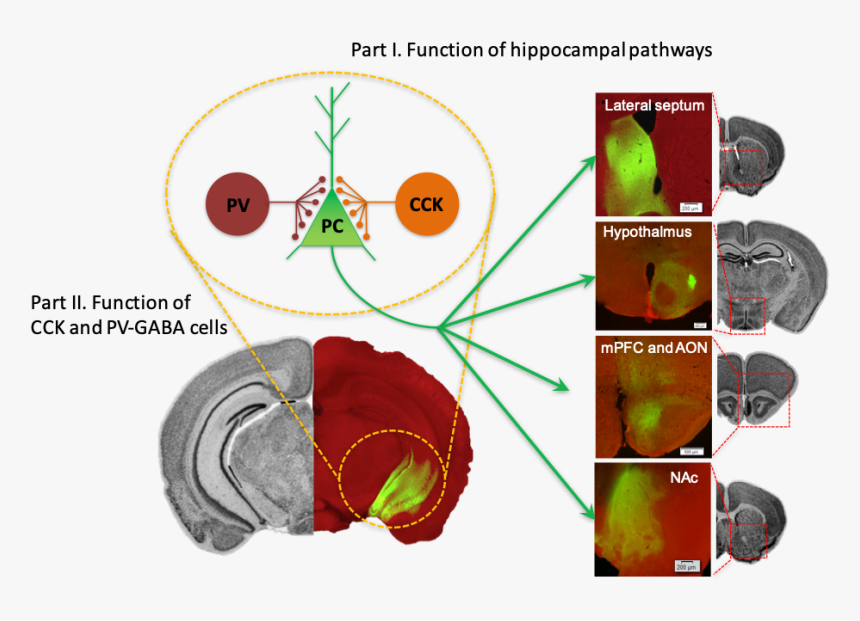 Neural Pathways Arising From The Ventral Hippocampus - Circle, HD Png Download, Free Download